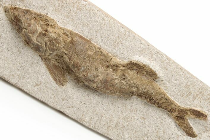 Lower Turonian Fossil Fish - Goulmima, Morocco #76397